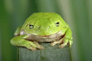 Corsican: Corsican Green Tree Frog - Swallowing a fly