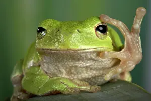 Corsican: Corsican Green Tree Frog - View from the front