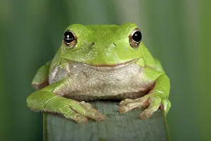 Corsican: Corsican Green Tree Frog - View from the front