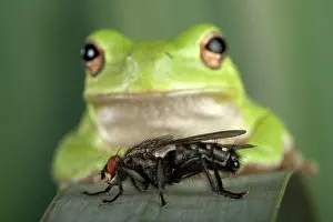 Corsican Green Tree Frog - View from the front