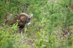 Corsican: Corsican mouflon (Ovis orientalis musimon). Mont