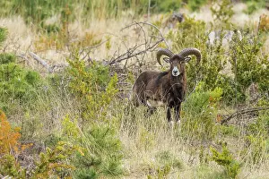 Corsican: Corsican mouflon (Ovis orientalis musimon). Mont