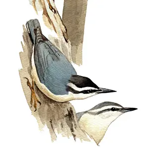 Corsican: Corsican Nuthatch