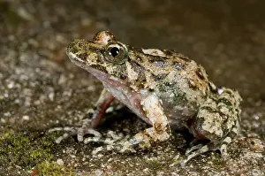 Corsican: Corsican Painted Frog - male
