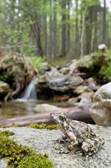 Corsican: Corsican Painted Frog - male