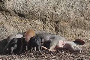 Litters: Corsican pig lying nursing his young Corsica France