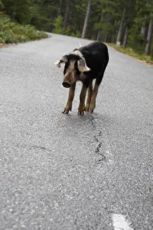 Infrastructures: Corsican pig on the road in the forest of Valdu Niellu