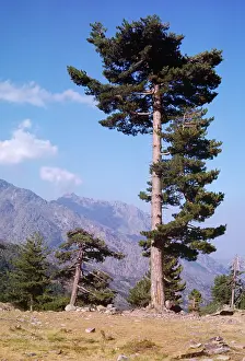Corsican: CORSICAN PINES