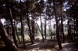 Pines: CORSICAN PINES