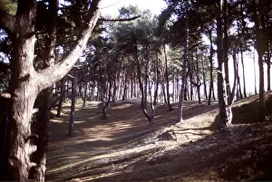 Pines: CORSICAN PINES - mature