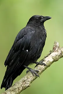 Corvid: Corvus corone corone