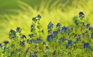 Gramineus: Corydalis