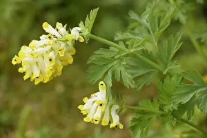 Nobilis: Corydalis nobilis, an invasive weed, from Russia