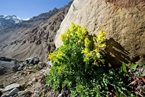 Corydalis: Corydalis sp