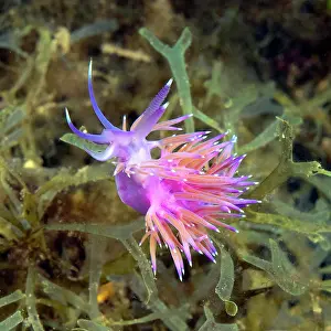 Translucent: Coryphella pedata, appendages with orange-red translucent