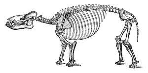 Browsing: Coryphodon, Cenozoic Mammal