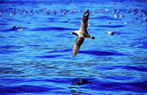 Calonectris: Cory's Shearwater