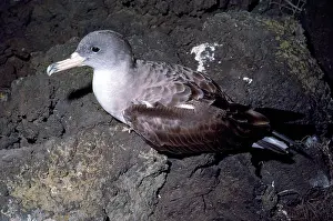 Nancy Jennings: Cory's Shearwater