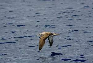 Calonectris: Cory's Shearwater