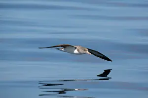 Calonectris: Cory's Shearwater