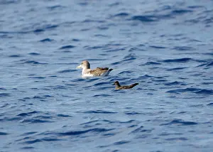 Calonectris: Cory's Shearwater and Bulwer's Petrel (Bulweria