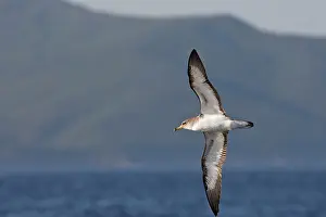 Gilbraltar: Cory's Shearwater - in flight