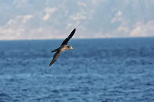 Gilbraltar: Cory's Shearwater - in flight