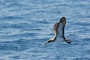 Gilbraltar: Cory's Shearwater - in flight