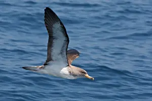 Gilbraltar: Cory's Shearwater - in flight