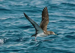 Calonectris: Cory's Shearwater - in flight - running on the