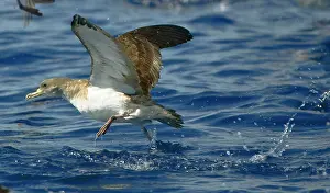 Calonectris: Cory's Shearwater - in flight - running on the