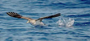 Calonectris: Cory's Shearwater - in flight - running on the