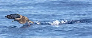 Calonectris: Cory's Shearwater - in flight - running on the
