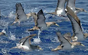 Calonectris: Cory's Shearwater - in flight - running on the