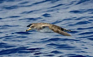 Calonectris: Cory's Shearwater - in flight over the sea