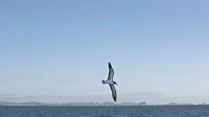 Calonectris: Cory's Shearwater - in flight over the sea with