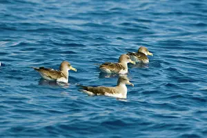 Calonectris: Cory's Shearwater - four on the sea