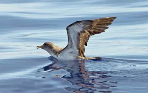 Calonectris: Cory's Shearwater - on the sea with wings raised