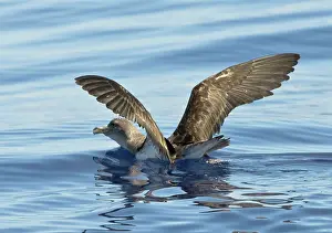Calonectris: Cory's Shearwater - on the sea with wings raised