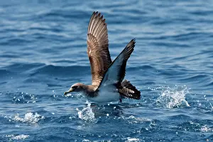 Gilbraltar: Cory's Shearwater - taking off