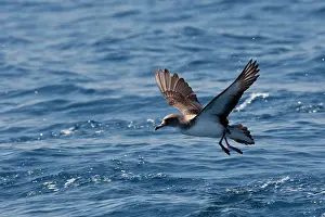 Gilbraltar: Cory's Shearwater - taking off
