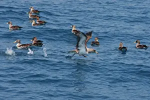 Gilbraltar: Cory's Shearwaters