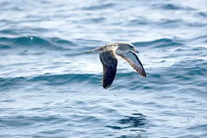 Calonectris: Cory's Shearwaters