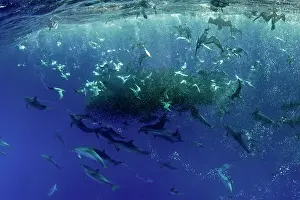 Bait: Cory's shearwaters, Calonectris borealis or the