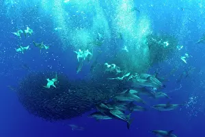 Bait: Cory's shearwaters, Calonectris borealis or the