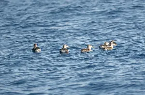Calonectris: Corys Shearwaters on sea