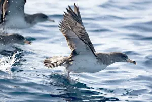 Calonectris: Cory's Shearwaters taking off