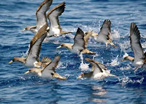 Calonectris: Cory's Shearwaters taking off