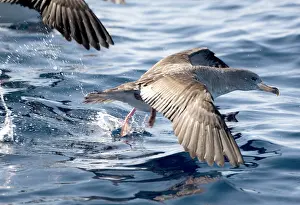Calonectris: Cory's Shearwaters taking off