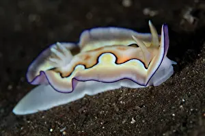 Dorid: Co's Chromodoris Nudibranch - Dropoff dive site